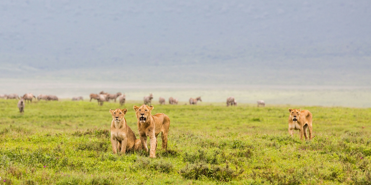 

Приключенческий тур BASK, Сафари по национальным паркам Танзании. Тарангире и кратер Нгоронгоро