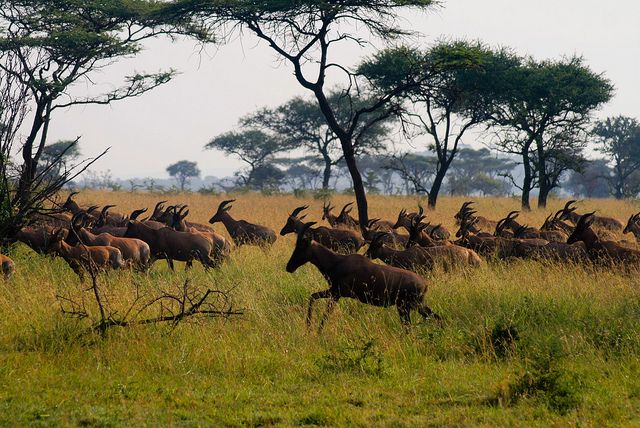 

Приключенческий тур Сафари по национальным паркам Танзании SERENGETI