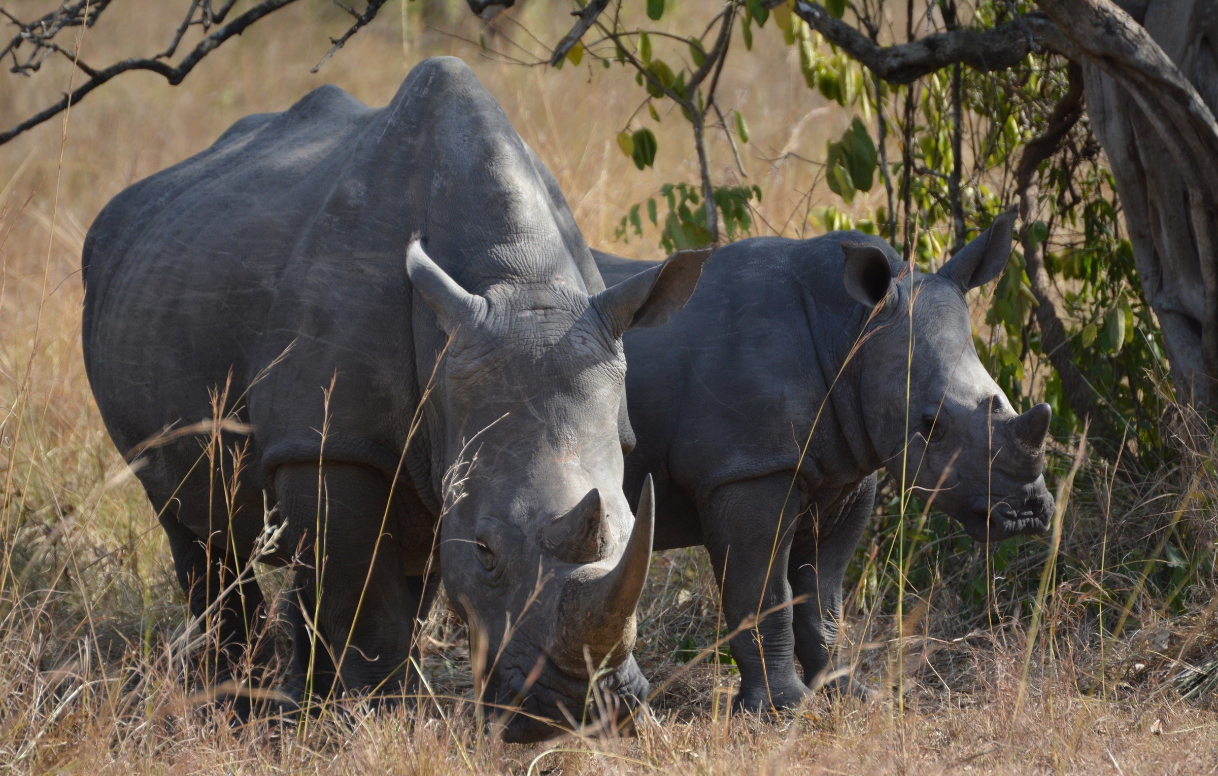 Носорог обитание